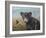 Curious Cub-Robert Wavra-Framed Giclee Print