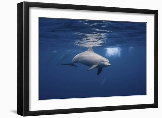 Curious Dolphin-Barathieu Gabriel-Framed Giclee Print