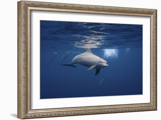 Curious Dolphin-Barathieu Gabriel-Framed Giclee Print