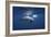 Curious Dolphin-Barathieu Gabriel-Framed Giclee Print