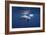 Curious Dolphin-Barathieu Gabriel-Framed Giclee Print