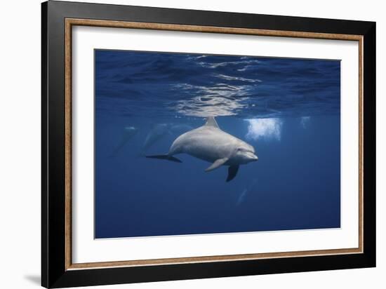 Curious Dolphin-Barathieu Gabriel-Framed Giclee Print