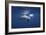 Curious Dolphin-Barathieu Gabriel-Framed Giclee Print