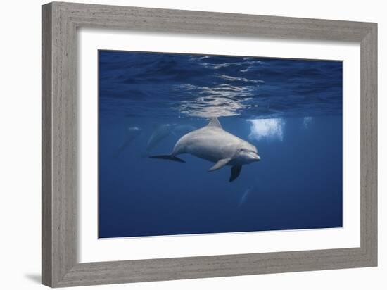 Curious Dolphin-Barathieu Gabriel-Framed Giclee Print