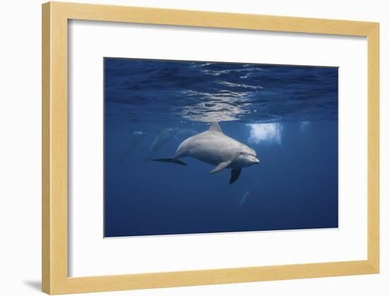 Curious Dolphin-Barathieu Gabriel-Framed Giclee Print