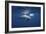 Curious Dolphin-Barathieu Gabriel-Framed Giclee Print