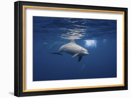 Curious Dolphin-Barathieu Gabriel-Framed Giclee Print