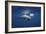 Curious Dolphin-Barathieu Gabriel-Framed Giclee Print