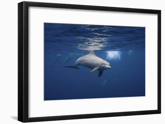 Curious Dolphin-Barathieu Gabriel-Framed Giclee Print