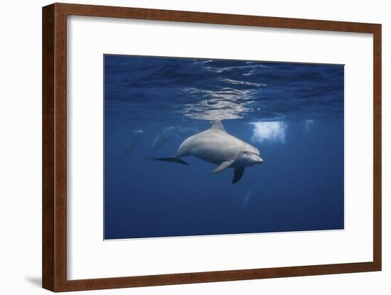 Curious Dolphin-Barathieu Gabriel-Framed Giclee Print