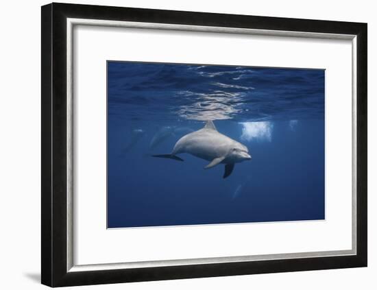 Curious Dolphin-Barathieu Gabriel-Framed Giclee Print