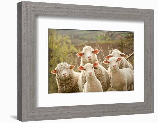 Curious Flock of Sheep-null-Framed Premium Giclee Print