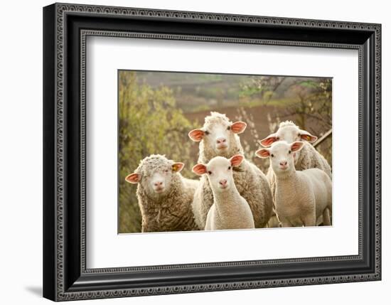 Curious Flock of Sheep-null-Framed Premium Giclee Print