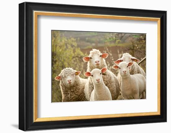 Curious Flock of Sheep-null-Framed Premium Giclee Print