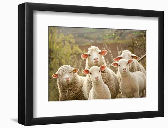 Curious Flock of Sheep-null-Framed Premium Giclee Print