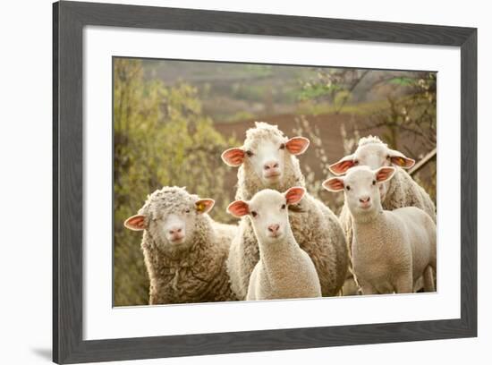 Curious Flock of Sheep-null-Framed Premium Giclee Print