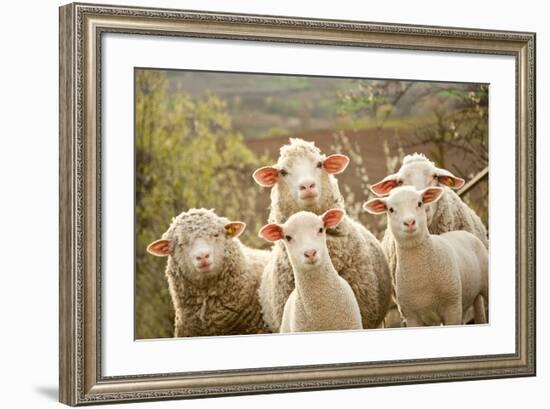 Curious Flock of Sheep-null-Framed Premium Giclee Print