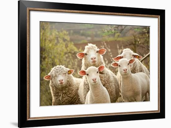 Curious Flock of Sheep-null-Framed Premium Giclee Print