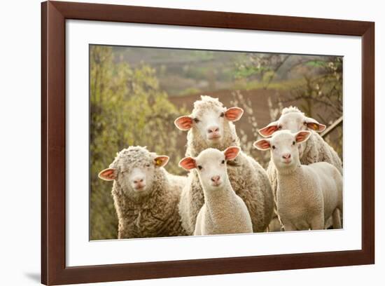 Curious Flock of Sheep-null-Framed Premium Giclee Print