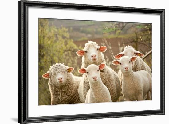 Curious Flock of Sheep-null-Framed Premium Giclee Print