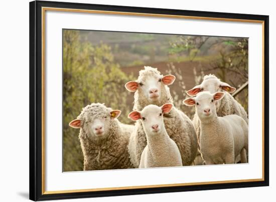 Curious Flock of Sheep-null-Framed Premium Giclee Print