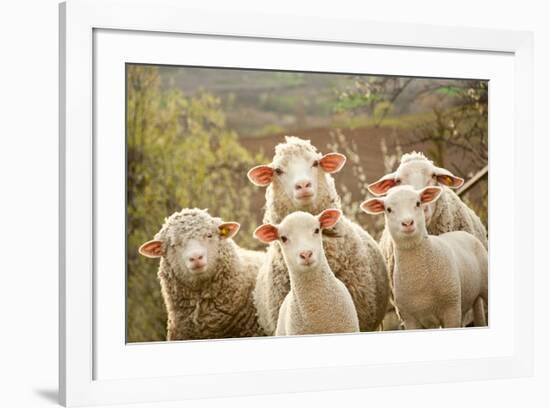 Curious Flock of Sheep-null-Framed Premium Giclee Print