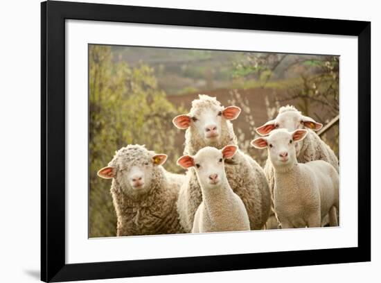 Curious Flock of Sheep-null-Framed Premium Giclee Print