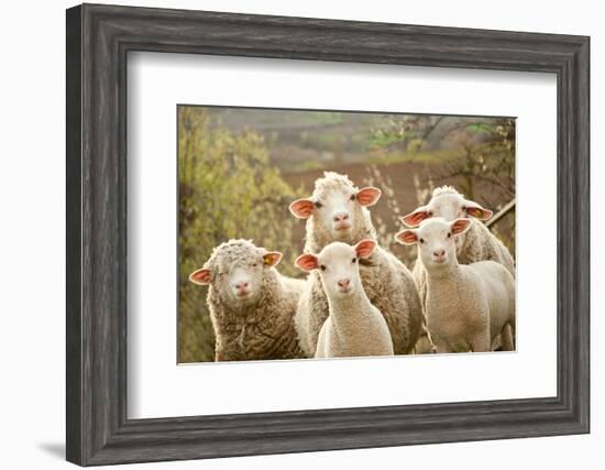 Curious Flock of Sheep--Framed Art Print