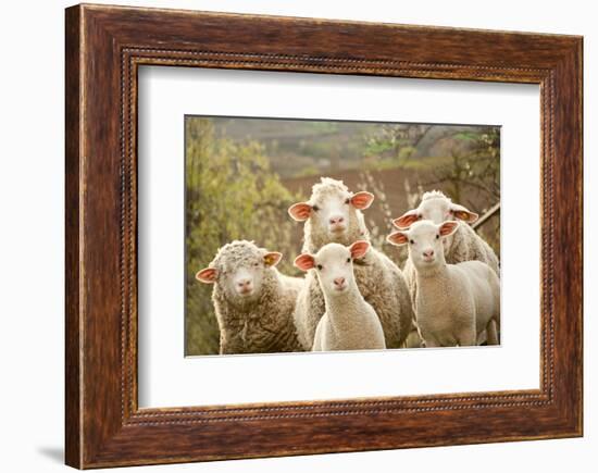 Curious Flock of Sheep-null-Framed Art Print