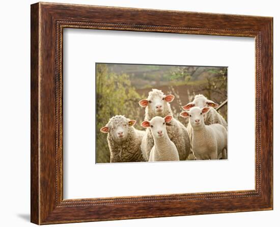 Curious Flock of Sheep-null-Framed Art Print