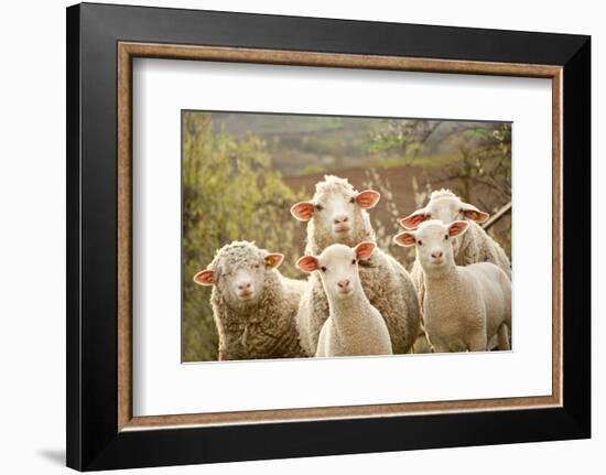 Curious Flock of Sheep-null-Framed Art Print