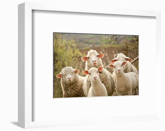 Curious Flock of Sheep-null-Framed Art Print