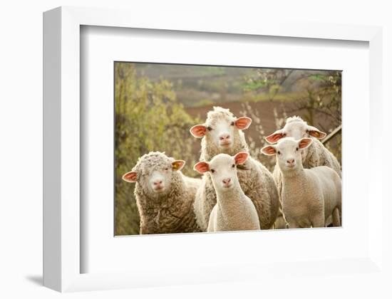 Curious Flock of Sheep-null-Framed Art Print