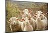 Curious Flock of Sheep-null-Mounted Art Print