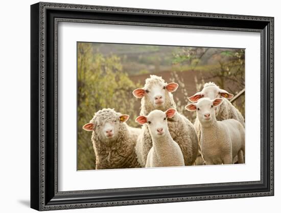 Curious Flock of Sheep--Framed Art Print