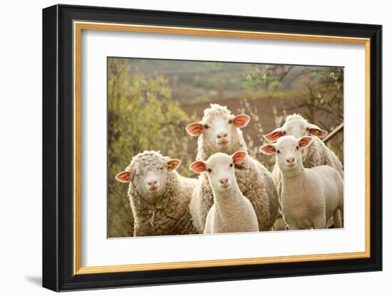 Curious Flock of Sheep-null-Framed Art Print