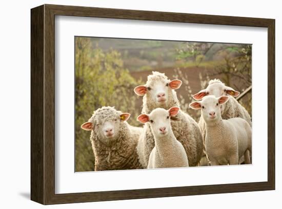 Curious Flock of Sheep-null-Framed Art Print