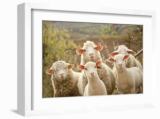 Curious Flock of Sheep-null-Framed Art Print