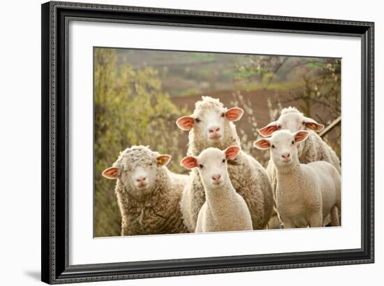 Curious Flock of Sheep-null-Framed Art Print