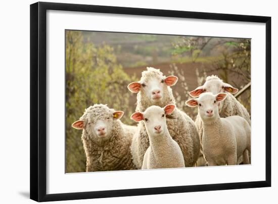 Curious Flock of Sheep-null-Framed Art Print