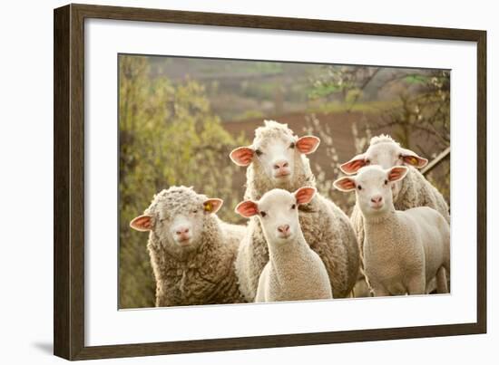 Curious Flock of Sheep-null-Framed Art Print