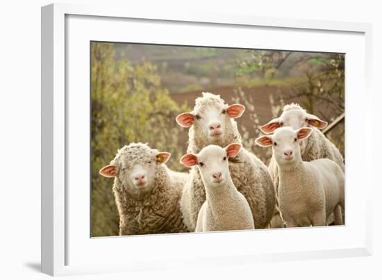 Curious Flock of Sheep-null-Framed Art Print