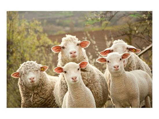 Curious Flock of Sheep-null-Framed Art Print