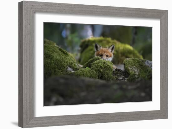 Curious Fox-Christian Lindsten-Framed Giclee Print
