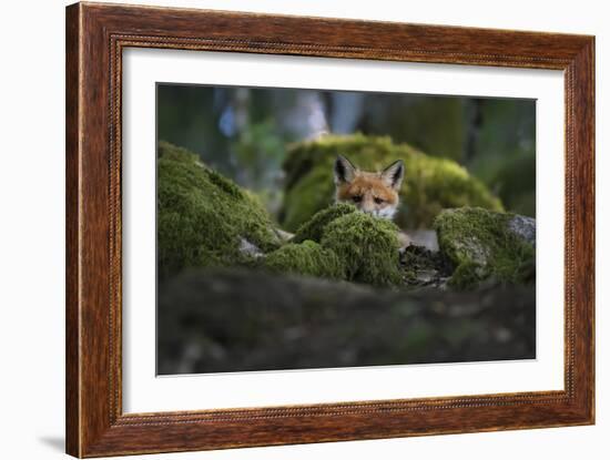 Curious Fox-Christian Lindsten-Framed Giclee Print
