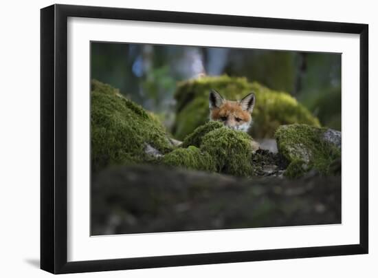 Curious Fox-Christian Lindsten-Framed Giclee Print