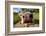 Curious Funny Cow On The Meadow-Arsgera-Framed Photographic Print