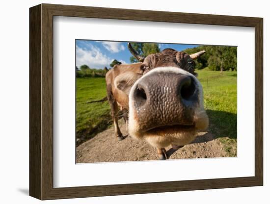 Curious Funny Cow On The Meadow-Arsgera-Framed Photographic Print