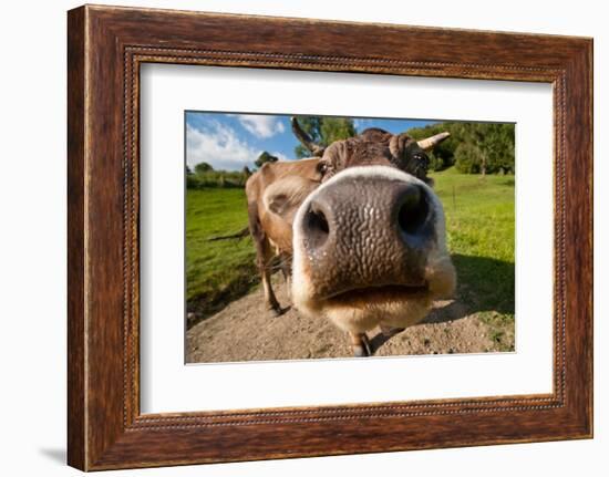 Curious Funny Cow On The Meadow-Arsgera-Framed Photographic Print