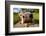 Curious Funny Cow On The Meadow-Arsgera-Framed Photographic Print